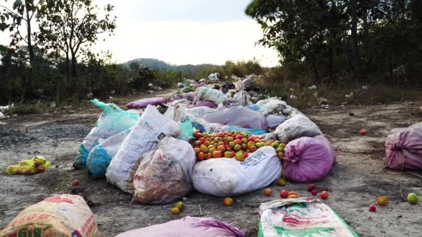 Voedselverspilling Van Aziatische Tomaten Grote Plastic Zak Statisch Uitzicht Vietnam — Stockvideo