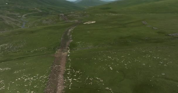 Ktsia Tabatskuri Deki Büyük Koyun Sürüsü Gürcistan Samtskhe Javakheti Bölgesinde — Stok video