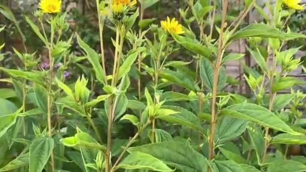 Helianthus Lemon Queen Bryle Angielskim Ogrodzie — Wideo stockowe