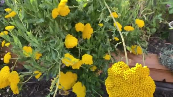 Leuchtend Große Goldene Blüten Einem Topf Achillea Mit Farnblättern — Stockvideo