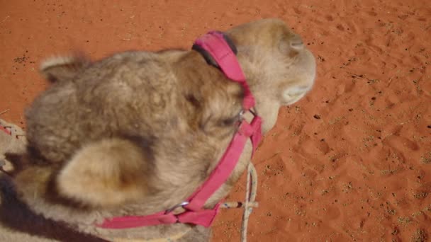 오스트레일리아 오지에서 마구를 낙타의 — 비디오