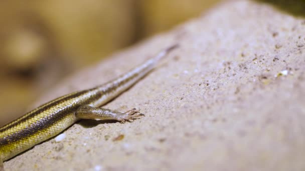 Närbild Detalj Fem Fodrad Skink Rock Solljus Skjutreglaget — Stockvideo