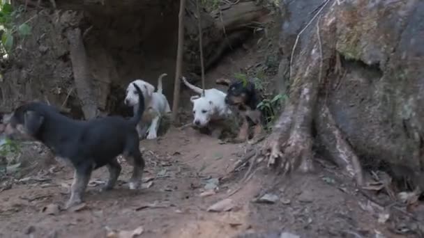 隠れ場所から出てくる好奇心旺盛な子犬のかわいいパック ブラジルの野良犬 — ストック動画