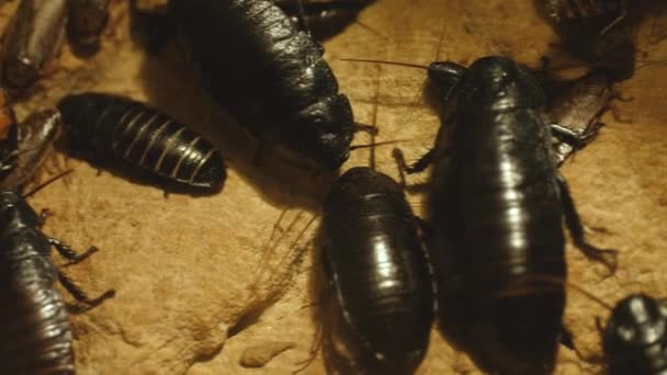 Інтрузія Мадагаскару Hissing Cockroaches Rock Закрийся — стокове відео