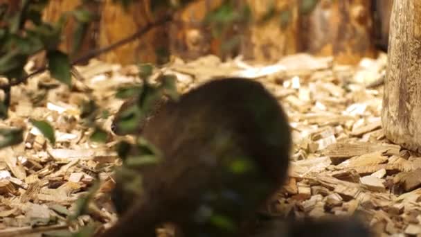 Hutia Adult Desmarest Che Cammina Vicino Tre Giovani Hutia Nel — Video Stock