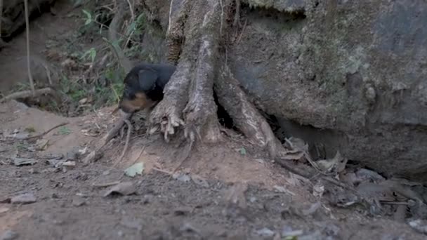 Şirin Brezilyalı Sokak Köpeği Bir Kayanın Arkasında Saklandığı Yerden Çıkıyor — Stok video