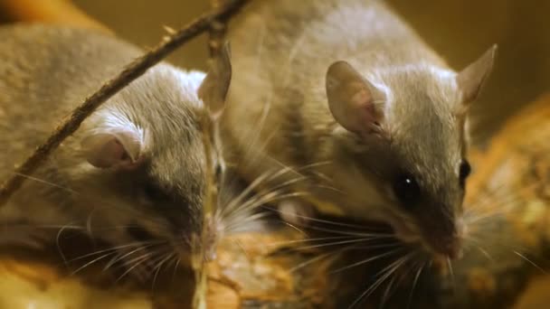 Malé Asijské Ostnaté Myši Jednou Čistící Tlapkou Jazykem Zavřít — Stock video