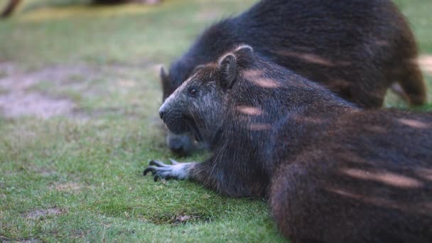 畑で草を食べるキューバ フティアスのペア 近くでゆっくりとした動き — ストック動画