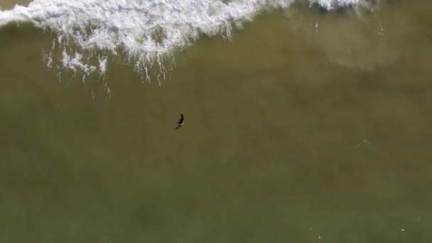 Aéreo Uma Ave Rapina Que Voa Sobre Água Surf Flórida — Vídeo de Stock