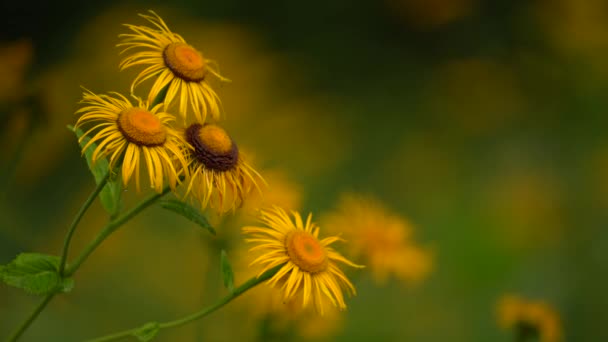 Zarte Und Blühende Telekia Speciosa Blumen Während Der Frühlingssaison Selektiver — Stockvideo