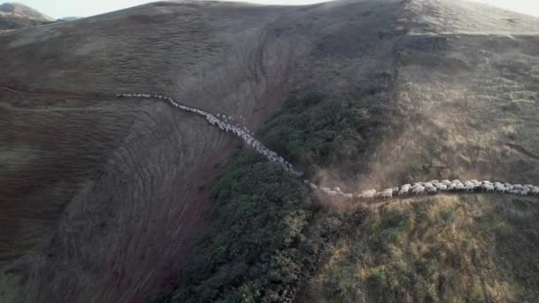 空中看到一群羊沿着一条狭窄的小径在阴凉的山上行走 加那利群岛加尔达尔 — 图库视频影像
