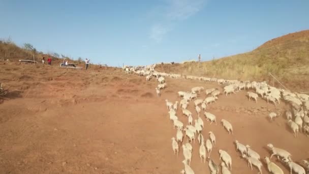 Stádo Bílých Ovcí Běží Slunného Svahu Kopce Během Dne Venkově — Stock video