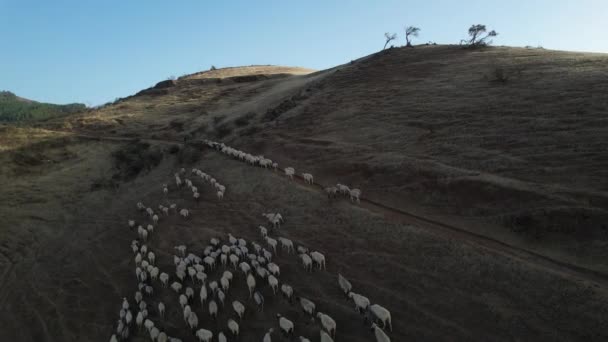 Circular Aerial Shot Sheep Climbing Hill Follow Flock Shady Hill — Stock Video