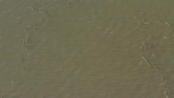 Mullet Ψάρια Που Κολυμπούν Δύο Ξεχωριστούς Σχηματισμούς Από Ένα Drone — Αρχείο Βίντεο