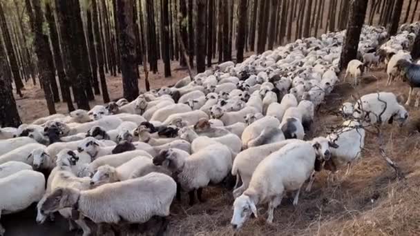 Tiro Suave Gran Bandada Ovejas Blancas Pie Bosque Árboles Altos — Vídeos de Stock