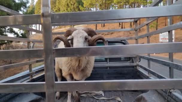 Ovejas Con Cuernos Perdidos Maletero Una Camioneta Bosque Durante Día — Vídeos de Stock