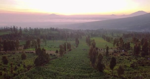 Aerial Flyover Agricultural Tobacco Plantation Lighting Golden Sunrise Background Central — Stock Video