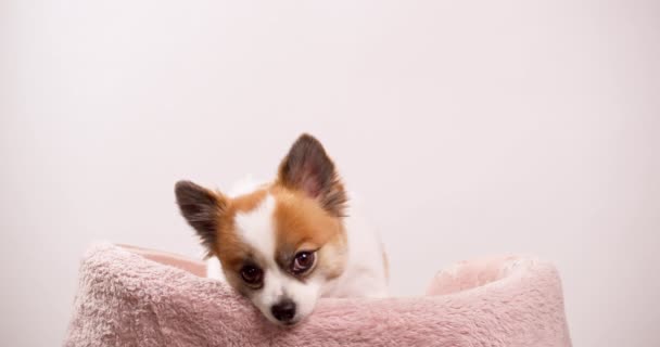 Vidéo Prise Près Petit Chien Heureux Chiot Couché Sur Tapis — Video