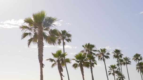 一片蓝天背景下美丽的棕榈树静止不动地拍打着 美丽的热带景色 — 图库视频影像