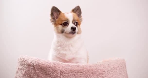 视频显示了一个可爱的 有趣的 快乐的小狗 迷你小鹿和白色坐在粉红色的毛毯上 — 图库视频影像