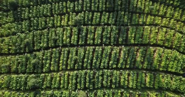 Descente Aérienne Haut Bas Belle Plantation Tabac Vert Coucher Soleil — Video