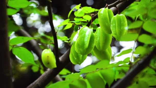 Unmadpe Verde Carambola Starfruit Pendurado Galho Árvore Fixo Ainda Tiro — Vídeo de Stock