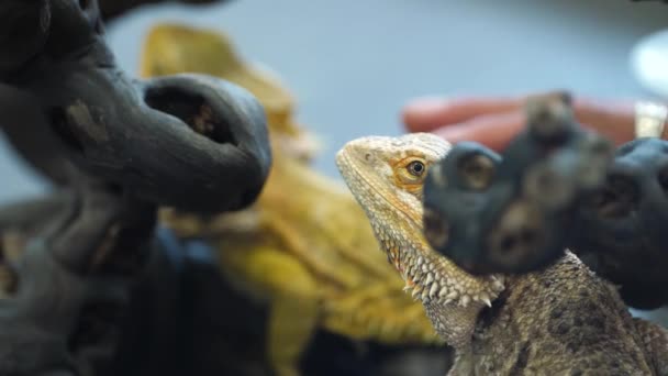 Lagarto Dragón Barbudo Celoso Más Caricias — Vídeos de Stock