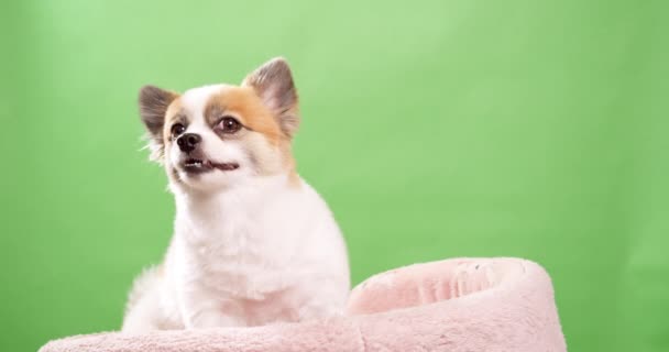 Miniaturní Plavovlasý Bílý Barevný Pes Close Vypadá Zábavný Živý Jak — Stock video