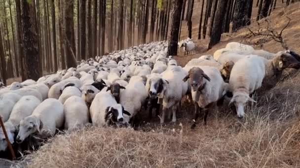 Gran Rebaño Ovejas Con Campanas Descansando Bosque Con Árboles Altos — Vídeos de Stock