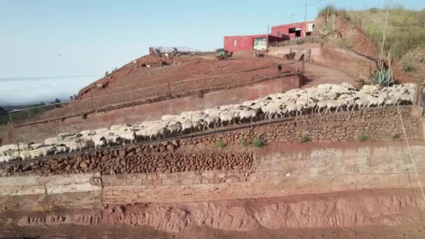 Drone Flyger Bakåt Visar Flock Får Solig Dag Galdar Kanarieöarna — Stockvideo