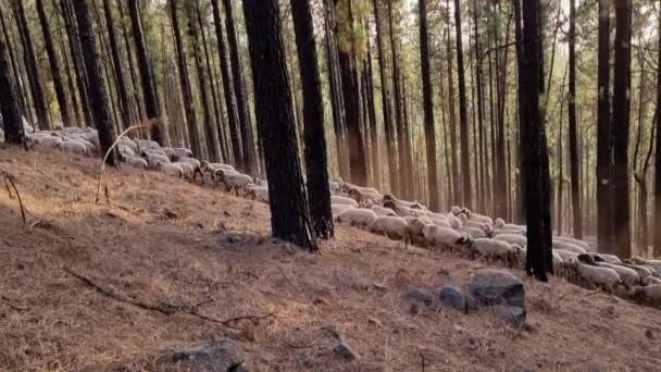 Gran Rebaño Ovejas Pastando Bosque Con Árboles Altos Durante Día — Vídeos de Stock