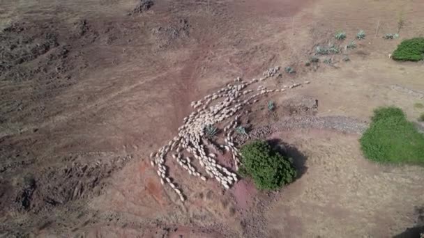 Seguimiento Aviones Tripulados Volando Rápidamente Sobre Una Gran Bandada Ovejas — Vídeos de Stock