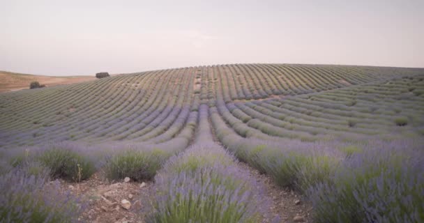 Amplio Plano Flores Campo Lavanda Balanceándose Viento Cuenca España Durante — Vídeo de stock