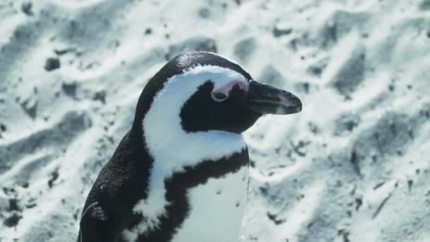 Primo Piano Pinguino Sudafricano Sulla Sabbia Bianca Presso Spiaggia Massi — Video Stock