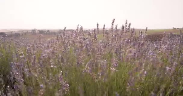 Лаванда Польові Квіти Пурхають Вітром Куенці Іспанія Під Час Гарного — стокове відео