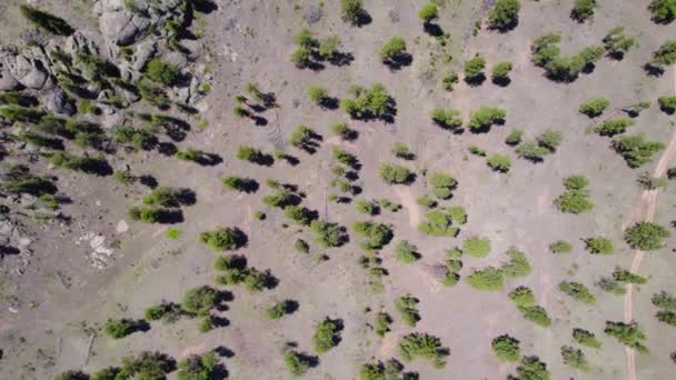 Klim Değişikliği Sıcak Kuru Orman Manzarası Birkaç Ağaç Aralarında Bir — Stok video
