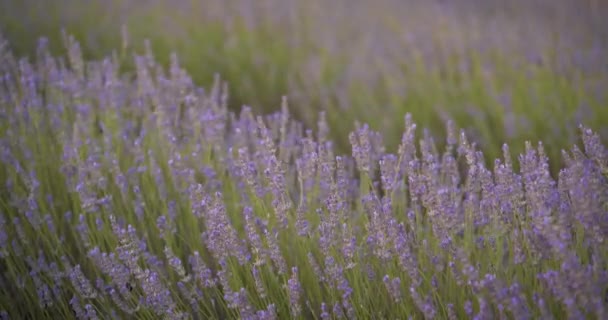 西班牙昆卡 在柔和的阳光下 淡紫色野花中蜜蜂在风中摇曳的特写镜头 — 图库视频影像