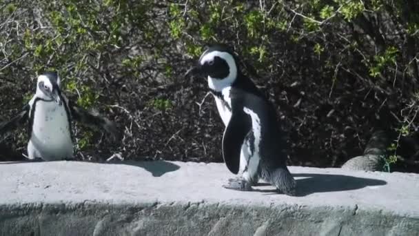 Two Cape Penguins Walking Rock Sunny Day Cape Town Sudafrica — Video Stock