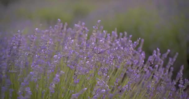 Detail Shot Bees Lavender Field Flowers Swaying Wind Cuenca Spain — Stock Video