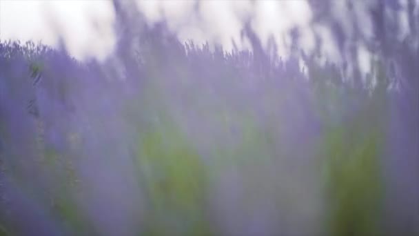 Derecha Izquierda Correderas Flores Campo Lavanda Balanceándose Viento Cuenca España — Vídeos de Stock