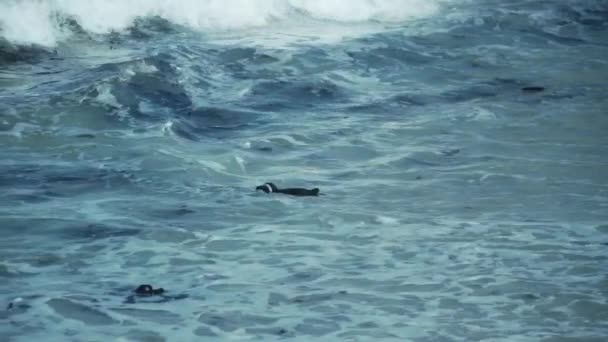 Raft African Penguins Boulders Beach Waves Splashing Inglés Boulders Penguin — Vídeo de stock