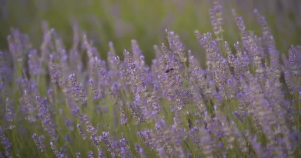 Деталь Польових Квітів Лаванда Плаває Вітром Бджіл Куенці Іспанія Під — стокове відео