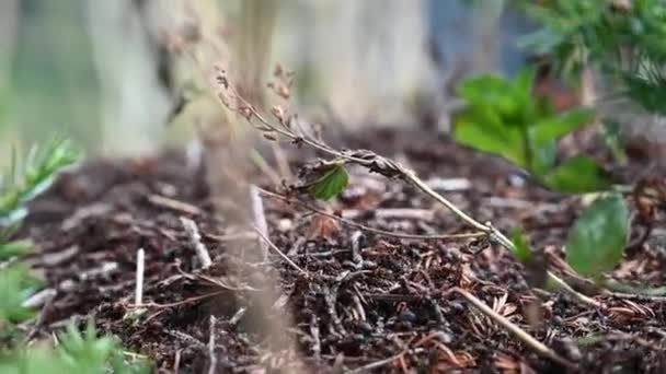 Άποψη Μιας Μυρμηγκιάς Που Αποτελείται Από Μικρά Κλαδιά Δέντρων Στις — Αρχείο Βίντεο