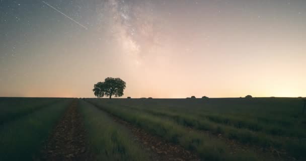 Vía Láctea Timelapse Cielo Nocturno Estrellado Con Flores Campo Lavanda — Vídeos de Stock