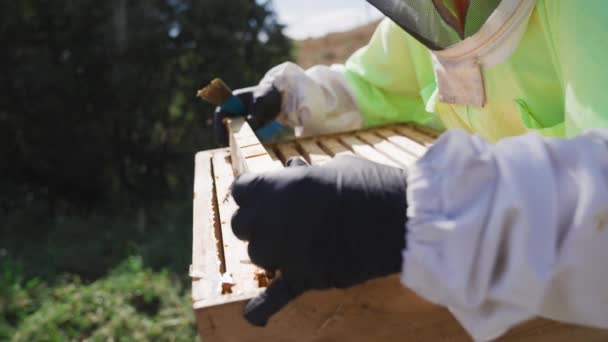 Imker Inspiziert Gesundes Bienenvolk Wabengestell Aus Holzkiste — Stockvideo