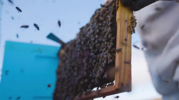 養蜂家は蜂の群れを木のコロニーボックスに置き換え蜂が群がり — ストック動画