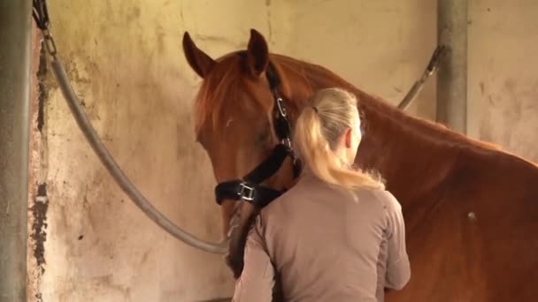 納屋でデンマークの暖かいスポーツ馬への愛とケアを示すドレッシングライダー ミディアムショット — ストック動画