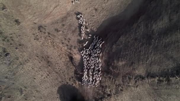 Drone Che Sale Alto Sopra Grande Gregge Pecore Bianche Campagna — Video Stock
