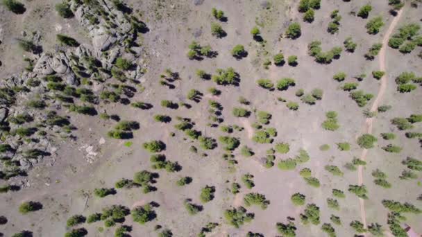 Vista Aerea Superiore Del Drone Scarse Cime Degli Alberi Pino — Video Stock