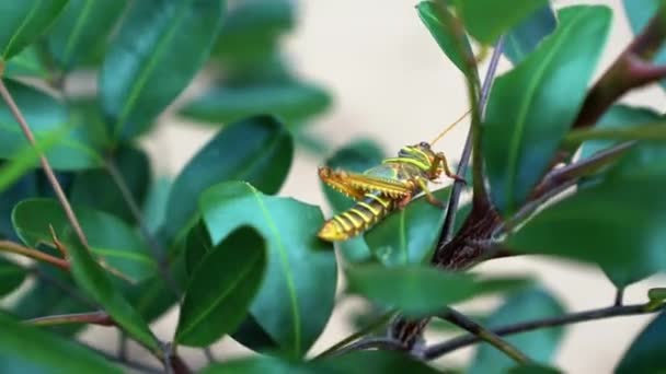 브라질의 정글에서 여름날 하이킹을 노란색 주황색 메뚜기가 나뭇가지에 촬영했다 — 비디오